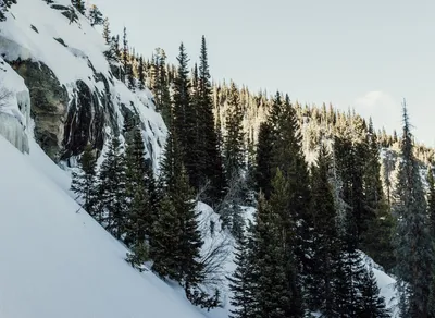 Boost Your Hiking Experience with Trekking Poles 🌲🥾: Get Yours Now!