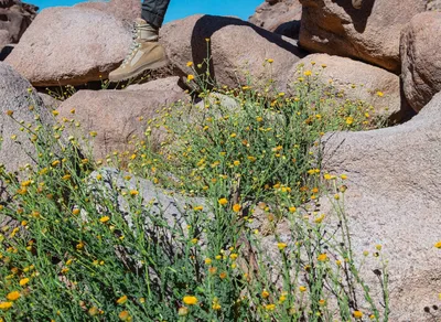 Hiking Staff vs Trekking Pole: Which is the Ultimate Outdoor Companion?