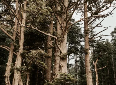 Discover the Distinctions between Trekking and Hiking: Unravel the Key Differences in Outdoor Adventures