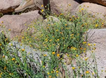 Hiking Staff vs Trekking Pole: Which is the Ultimate Outdoor Companion?