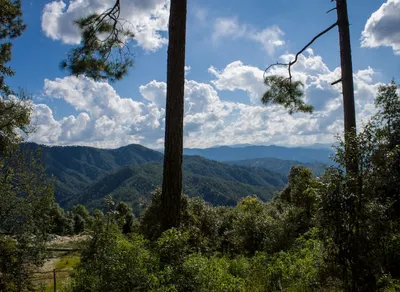 Conquer Any Trail with Confidence: Discover the Best Trekking Hiking Poles 🏔️🥾